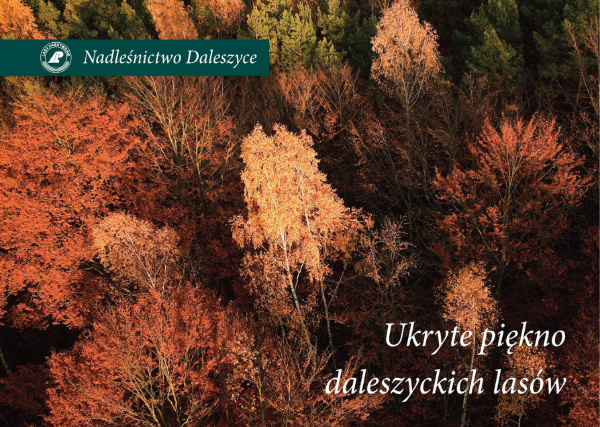Ukryte piękno daleszyckich lasów